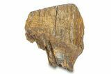 Fossil Woolly Mammoth Upper Molar - Siberia #292765-4